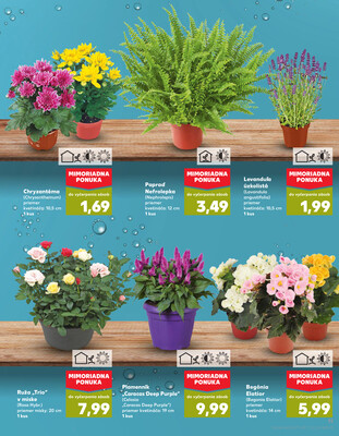 Kaufland 7.8. - 13.8. - Kaufland - Pezinok-Grinava