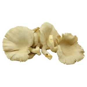 Hliva ustricová 250 g