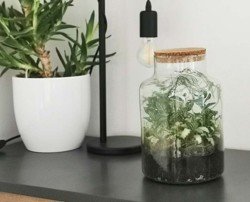 Terárium s rastlinami