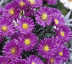 ASTER NOVI BELGII