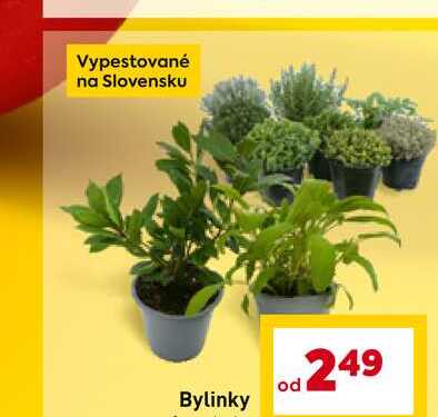 Vypestované na Slovensku Bylinky 