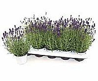 LEVANDUĽA LEKÁRSKA (LAVANDULA ANGUSTIFOLIA)