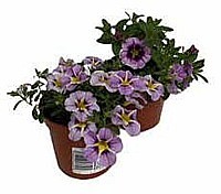 KALIBRACHOA (CALIBRACHOA)