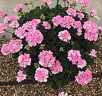 MUŠKÁT VZPRIAMENÝ „BELLINDA” (PELARGONIUM ZONALE)