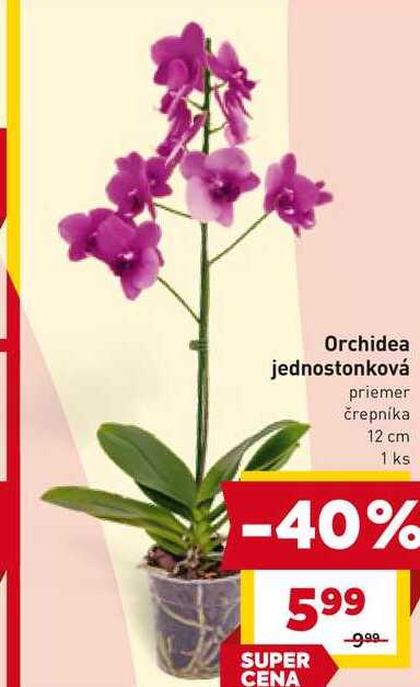Orchidea jednostonková priemer črepníka 12 cm 