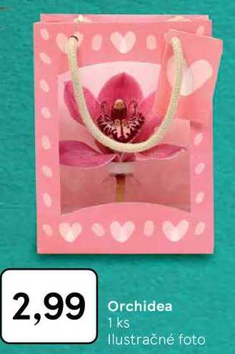 Orchidea