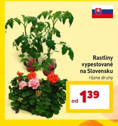 Rastliny vypestované na Slovensku rôzne druhy  