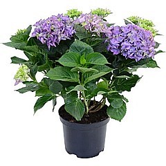 HORTENZIA VELKOLISTÁ (HYDRANGEA MACROPHYLLA)