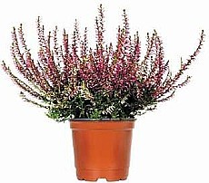 VRES OBYČAJNÝ (CALLUNA VULGARIS) „GARDEN GIRLS”