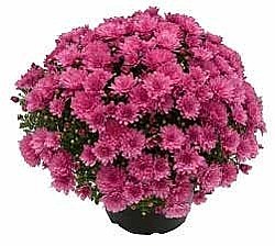 CHRYZANTÉMA  (CHRYSANTHEMUM MULTIFLORA)