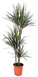 DRAČINEC VRÚBENÝ (DRACENA MARGINATA)