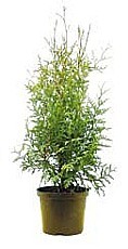 TUJA ZÁPADNÁ „BRABANT” (THUJA OCCIDENTALIS) / CYPRUS LAWSONOV „COLUMNARIS” (CHAMAECYPARIS LAWSONIANA)