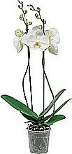 ORCHIDEA MOROVEC (PHALAENOPSIS)