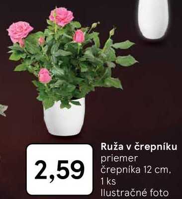 Ruža v črepníku
