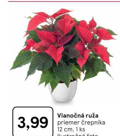 Vianočná ruža priemer črepníka 12 cm, 1 ks 