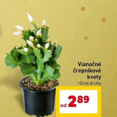 Vianočné črepníkové kvety rôzne druhy