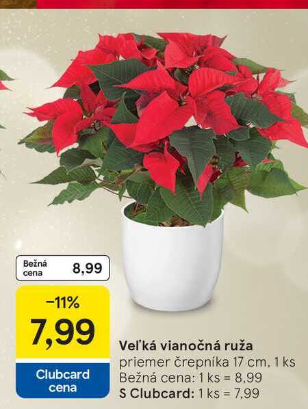 Veľká vianočná ruža priemer črepníka 17 cm, 1 ks