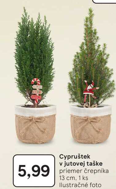 Cypruštek v jutovej taške priemer črepníka 13 cm, 1 ks