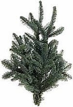 CHVOJÍ JEDĽA NOBILIS