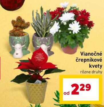 Vianočné črepníkové kvety rôzne druhy 