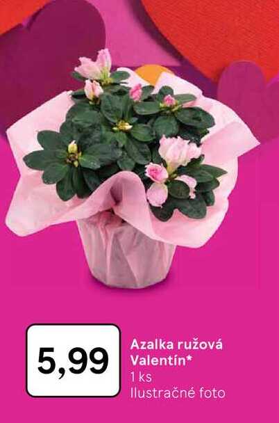 Azalka ružová Valentín 1 ks 