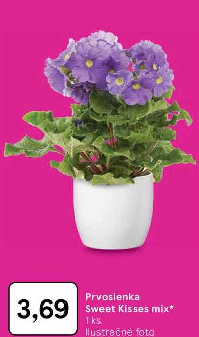 Prvosienka Sweet Kisses mix 1 ks 