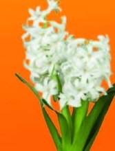 HYACINT VÝCHODNÝ (HYACINTHUS ORIENTALIS)