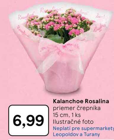 Kalanchoe Rosalina priemer črepníka 15 cm, 1 ks 