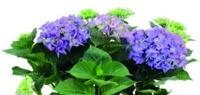 HORTENZIE VELKOLISTÁ (HYDRANGEA MACROPHYLLA) MODRÁ