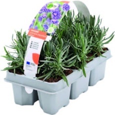 Levanduľa úzkolistá (Lavandula angustifolia)