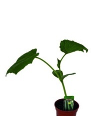 Uhorka ( Cucumis sativus) K9