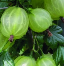 Egreš biely (Grossularia uva-crispa)