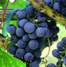 Vínna réva (Vitis vinifera) modrá