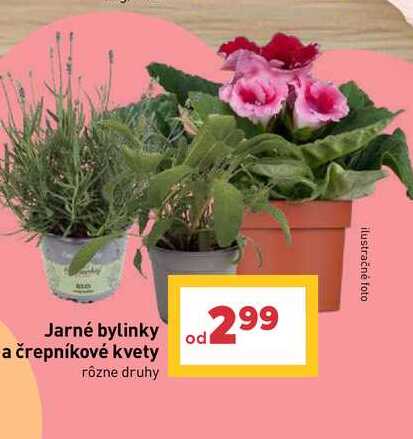 Jarné bylinky a črepníkové kvety 