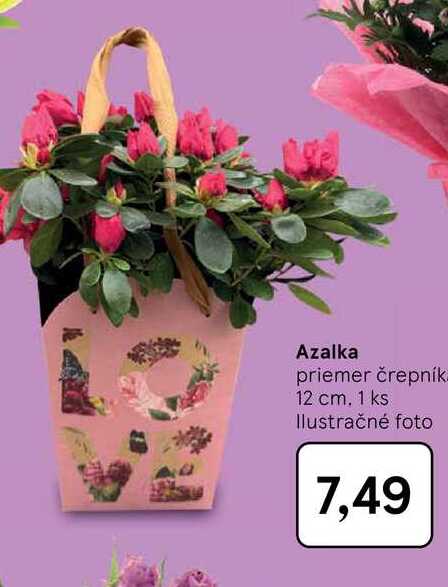 Azalka priemer črepník. 12 cm 1ks