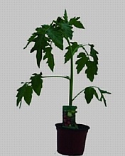PARADAJKA CHERRY TYČKOVÁ (SOLANUM MELONGENA) "SPENCER"