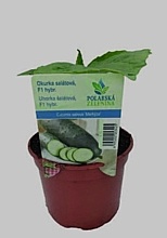 UHORKA ŠALÁTOVÁ (CUCUMIS SATIVUS)