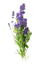 LEVANDUĽA ÚZKOLISTÁ (LAVANDULA ANGUSTIFOLIA)