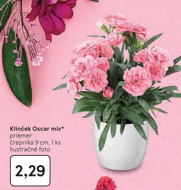 Klinček Oscar mix priemer črepníka 9 cm, 1 ks 