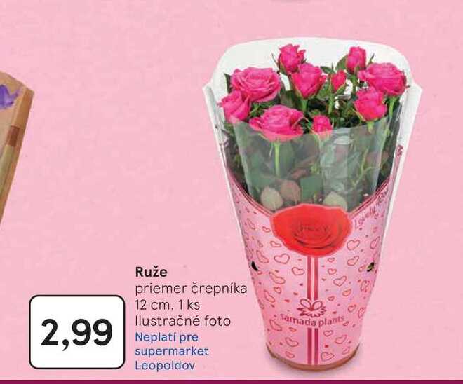 Ruže priemer črepníka 12 cm, 1 ks 