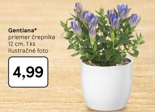 Gentiana priemer črepníka 12 cm, 1 ks