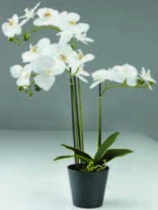 Umelá rastlina MATINUS