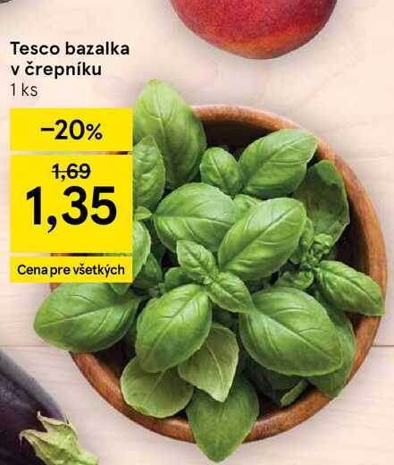 Tesco bazalka v črepníku 1 ks