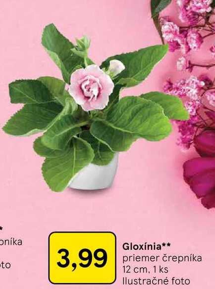 Gloxínia priemer črepníka 12 cm, 1 ks