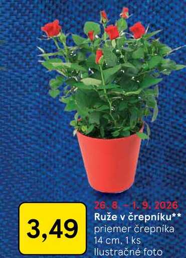 Ruže v črepníku priemer črepníka 14 cm, 1 ks
