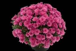 CHRYZANTÉMA ZÁHRADNÁ (CHRYSANTHEMUM MULTIFLORA)