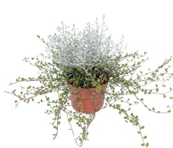 MIX RASTLÍN - DRÁTOVEC, DÍVENKA (CALOCEPHALUS, MÜHLEBECKIA)