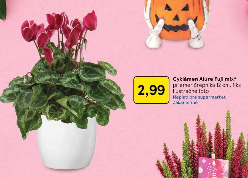 Cyklámen Alure Fuji mix priemer črepníka 12 cm, 1 ks 