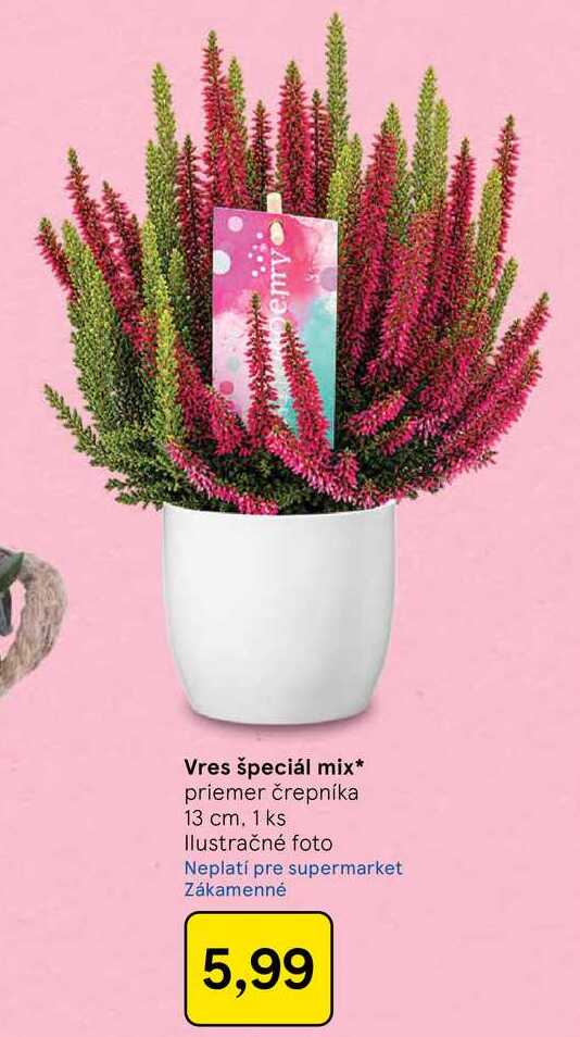 Aula Vres špeciál mix priemer črepníka 13 cm, 1 ks