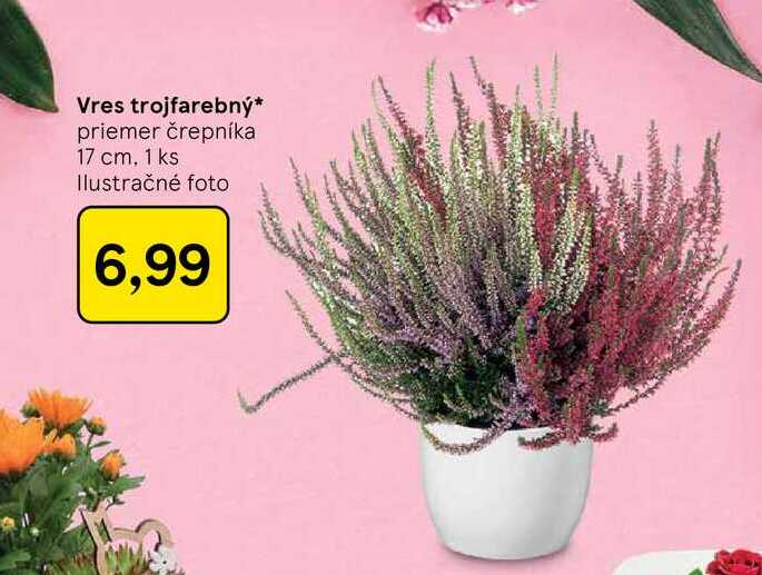 Vres trojfarebný priemer črepníka 17 cm, 1 ks